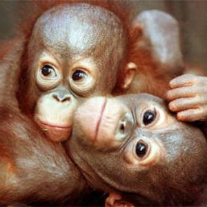 Palm oil affecting the orangutans!