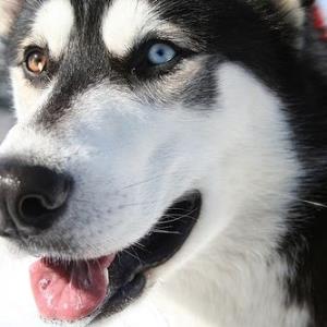 Should Sky (a Husky) be put down? 