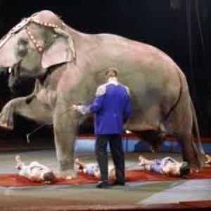 Do you think circus animals should be kept in the circus?