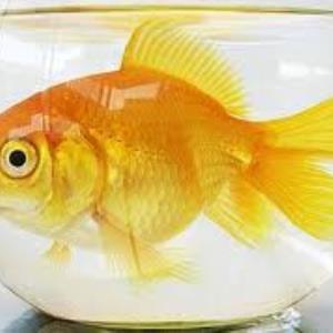 Should goldfish be kept in bowls?