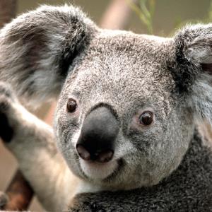 KOALA SURVEY