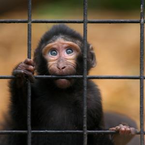 Do you think it is cruel to keep animals in zoos?