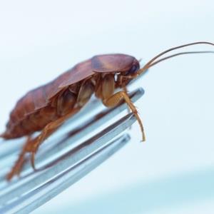 Should we kill cockroaches?