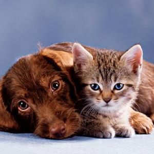 Wat is cuter? Dogs or cats???