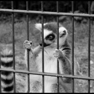 ANIMALS IN ZOOS: protection or entertainment?