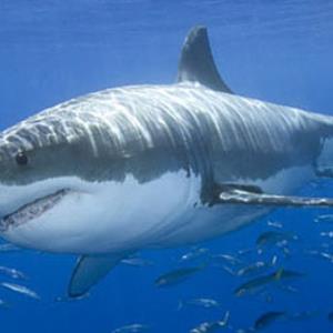 SHARK CULLING: SAFETY OR RIGHTS?