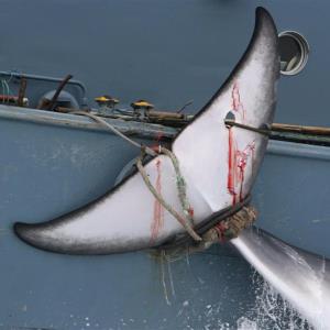 Do you think that whaling should be allowed?