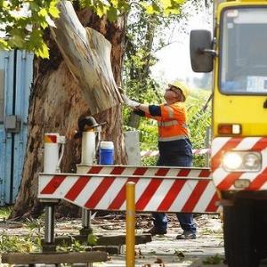 5000 TREES CHOPPED DOWN AT NSW SCHOOLS AFTER BRIDGET WRIGHT KILLED IN PLAYGROUND: sensible or over-reaction?