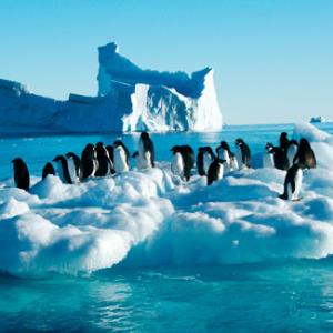 POLL of the DAY (75): IS ANTARCTIC TOURISM OK?