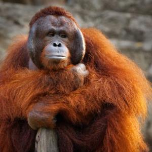 Vx POLL of the DAY (77) : IS SANDRA THE SUMATRAN ORANGUTAN A 