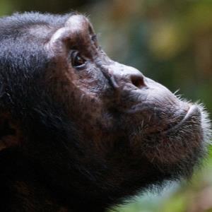 POLL of the DAY (153): SAVING THE LIBERIAN CHIMPS