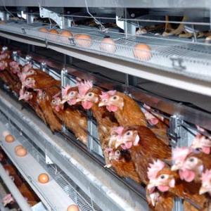 TIME TO END BATTERY FARMING?